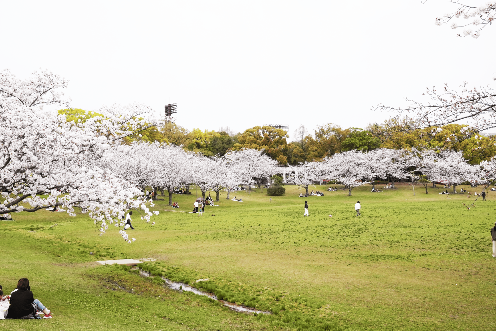 春日公園の魅力と混雑回避法！遊具・駐車場徹底ガイド【2026】
