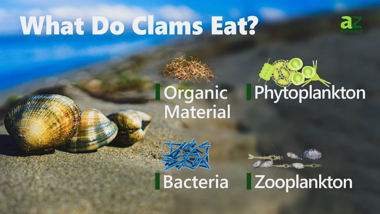What Do Clam Eat