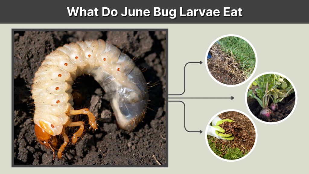 What Do the Larvae Feed On