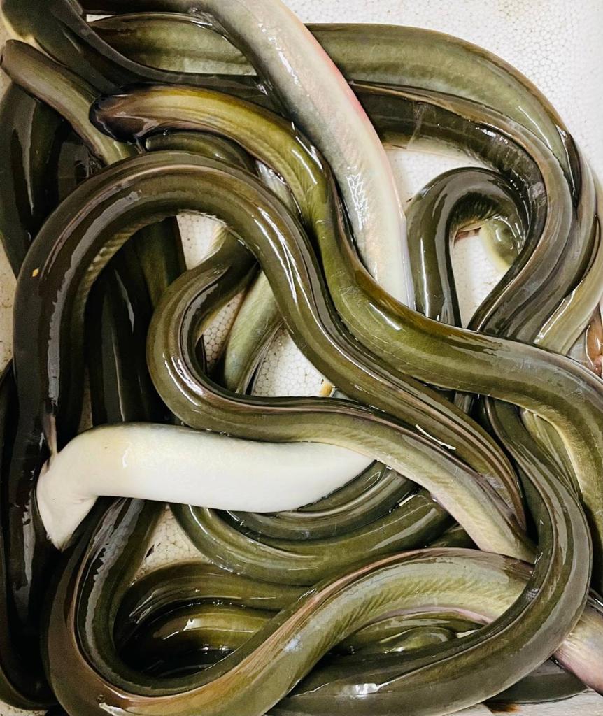 幻の魚「青うなぎ」とは？普通の鰻との決定的な違いと極上の味の秘密
