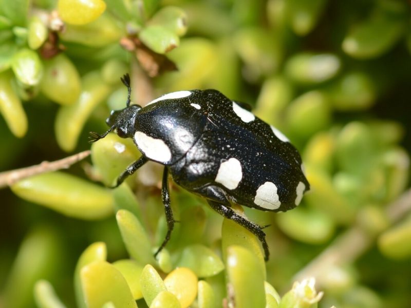 Black Bugs White Spots