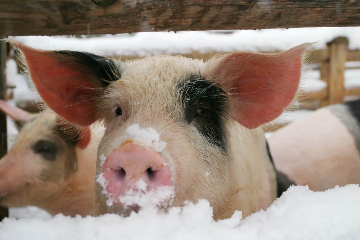 Pigs and Cold Weather