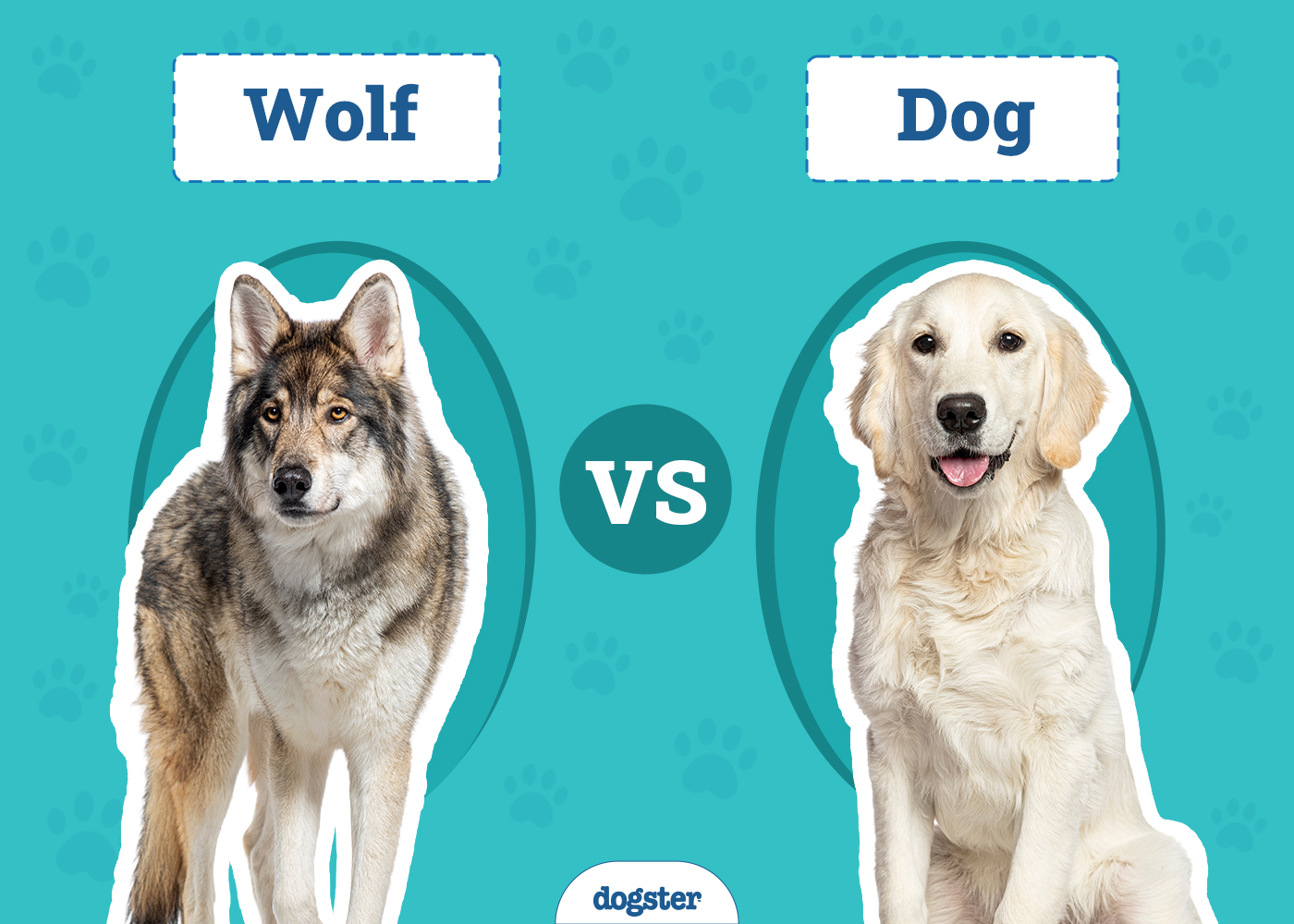 What's the Difference Between a Wolf and a Dog