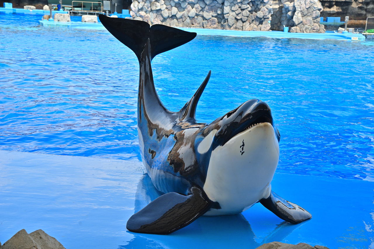 日本でシャチがいる水族館全3選！ド迫力ショーと飼育数の謎を徹底解説