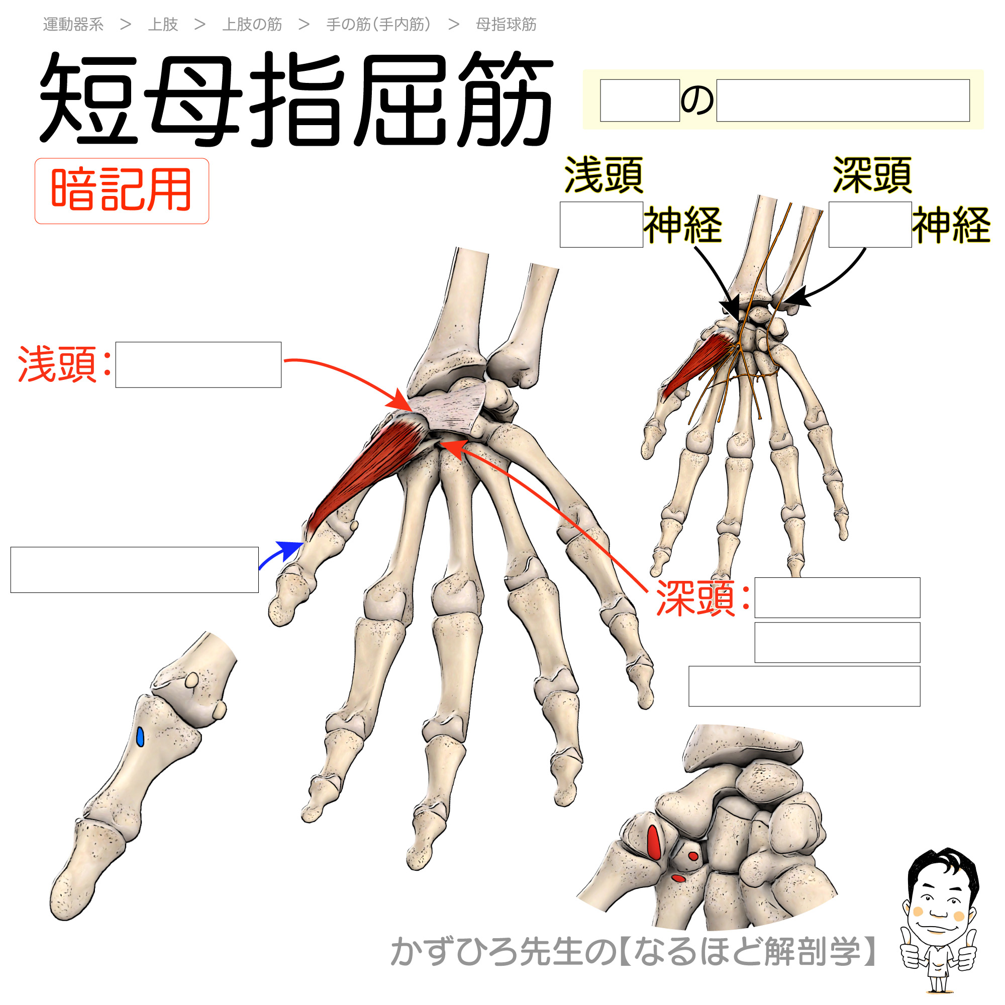 親指の付け根が痛む真相とは？短母指屈筋の二重神経支配と最新ほぐし術