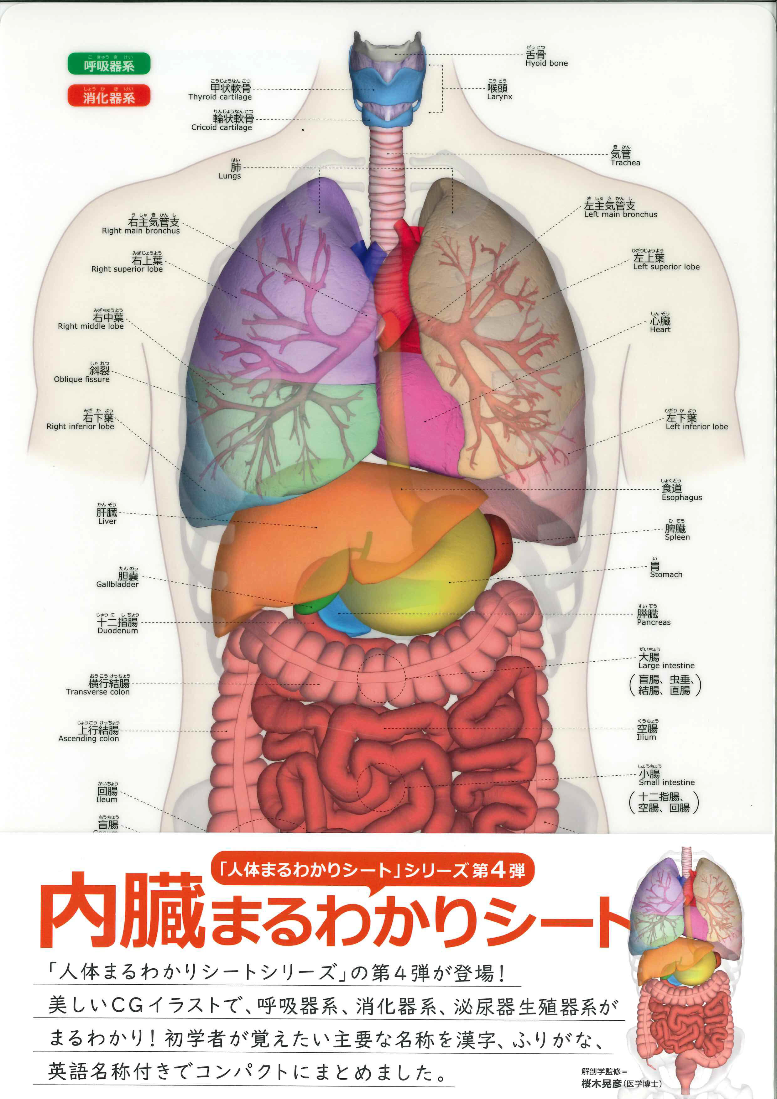 なぜ「ぽっこりお腹」は治らないのか？2026年に解き明かされた内臓の歪みと身体不調の真実