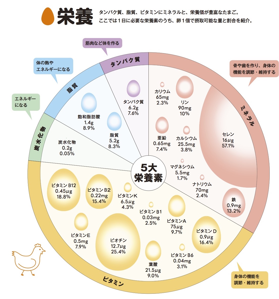 ゆで卵は1日何個まで？コレステロールの最新基準と最適な摂取量