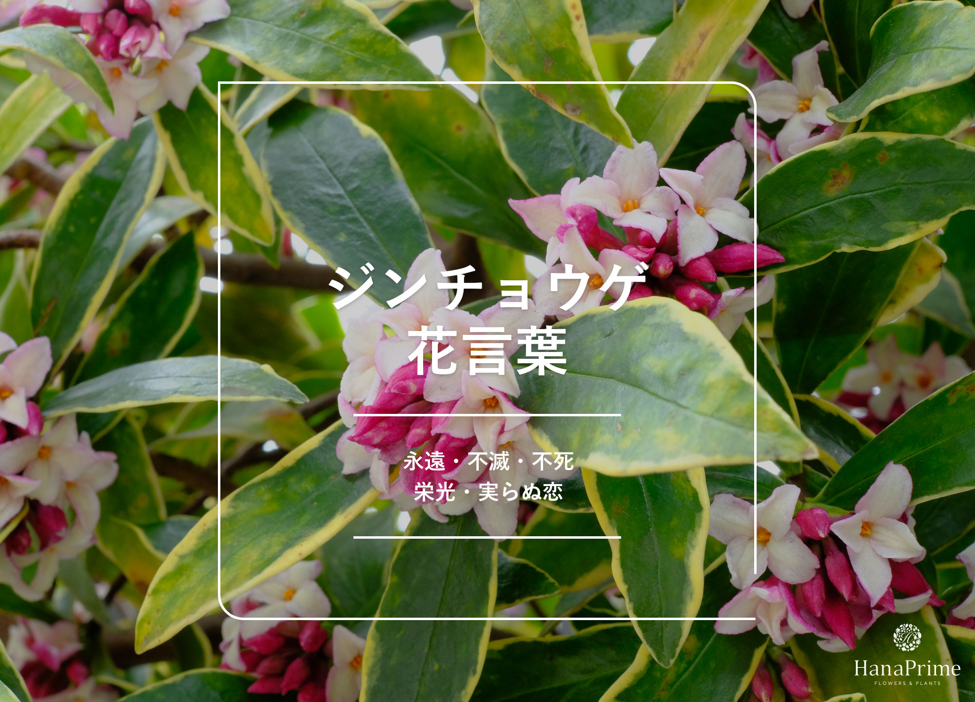 ダフニーの花言葉に隠された驚愕の真実！ブリジャートン家と神話