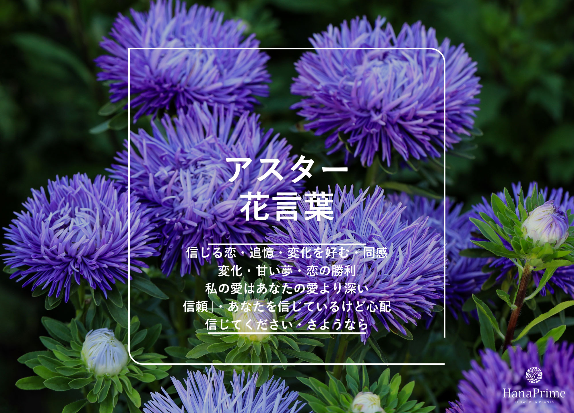 アスターの花言葉と怖い裏の意味は？色別の真相とギフト注意点を徹底解説