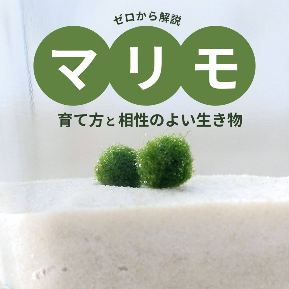 まりもの育て方完全ガイド！枯らす原因と茶色からの復活法