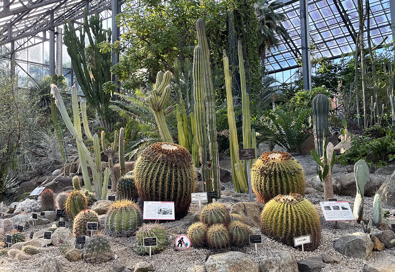 国立科学博物館筑波実験植物園の全貌！巨大花開花と2026年見どころ