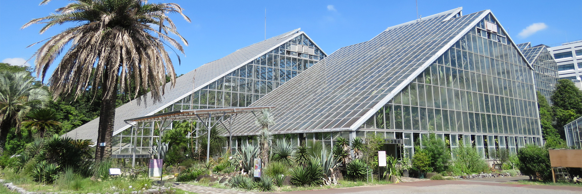 【2026最新】筑波実験植物園の巨大花が開花？見どころと割引情報を徹底解説