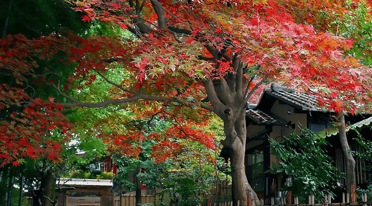 京王百草園の梅と紅葉見頃2026！激坂アクセスの実態と混雑回避術