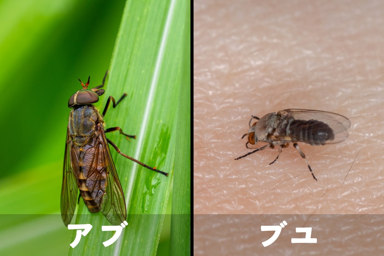 アブとブヨの決定的な違いは？激痛・しつこい腫れの応急処置と対策