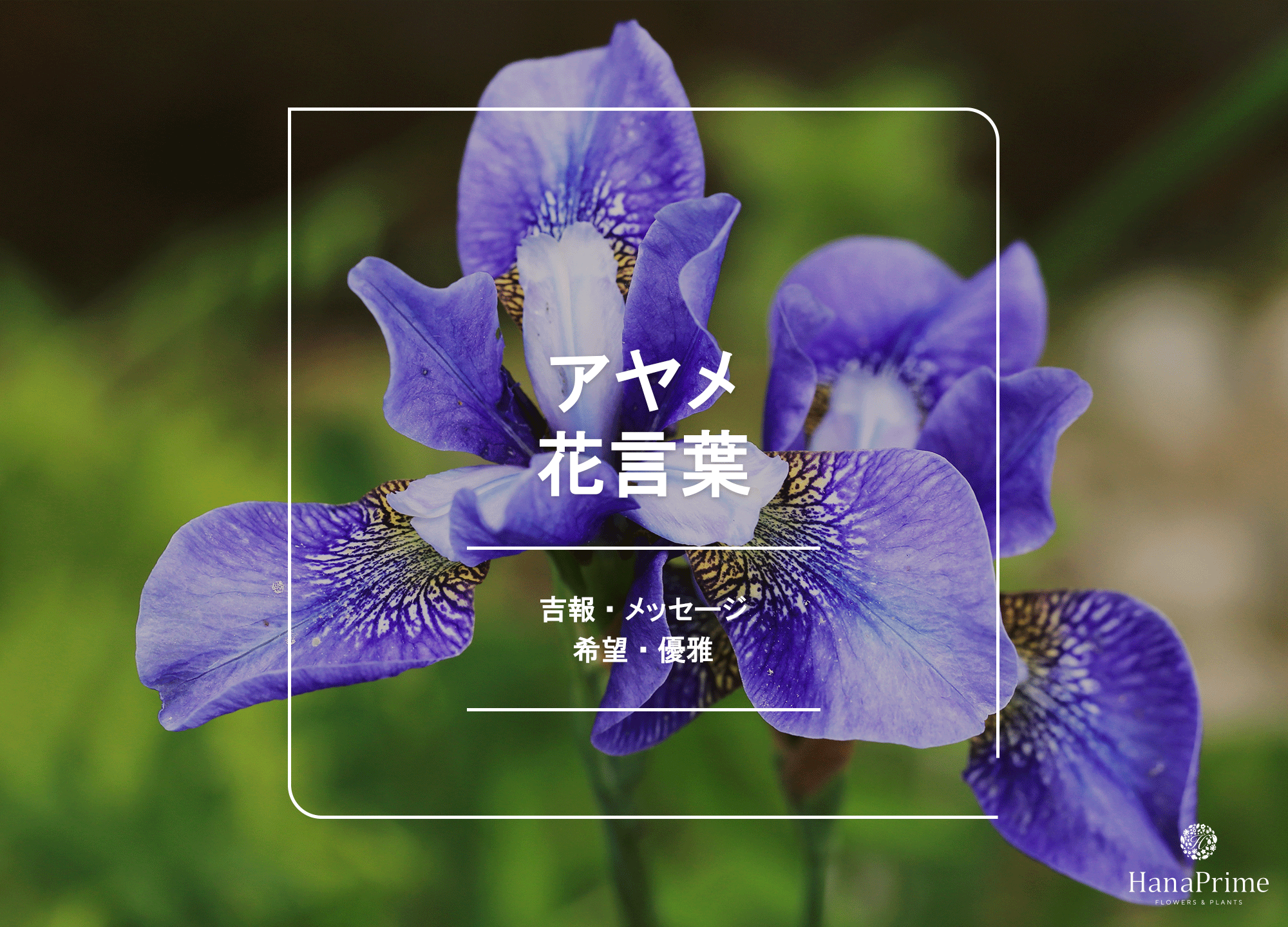 あやめの花言葉に怖い意味はある？色別の象徴と菖蒲・杜若の見分け方