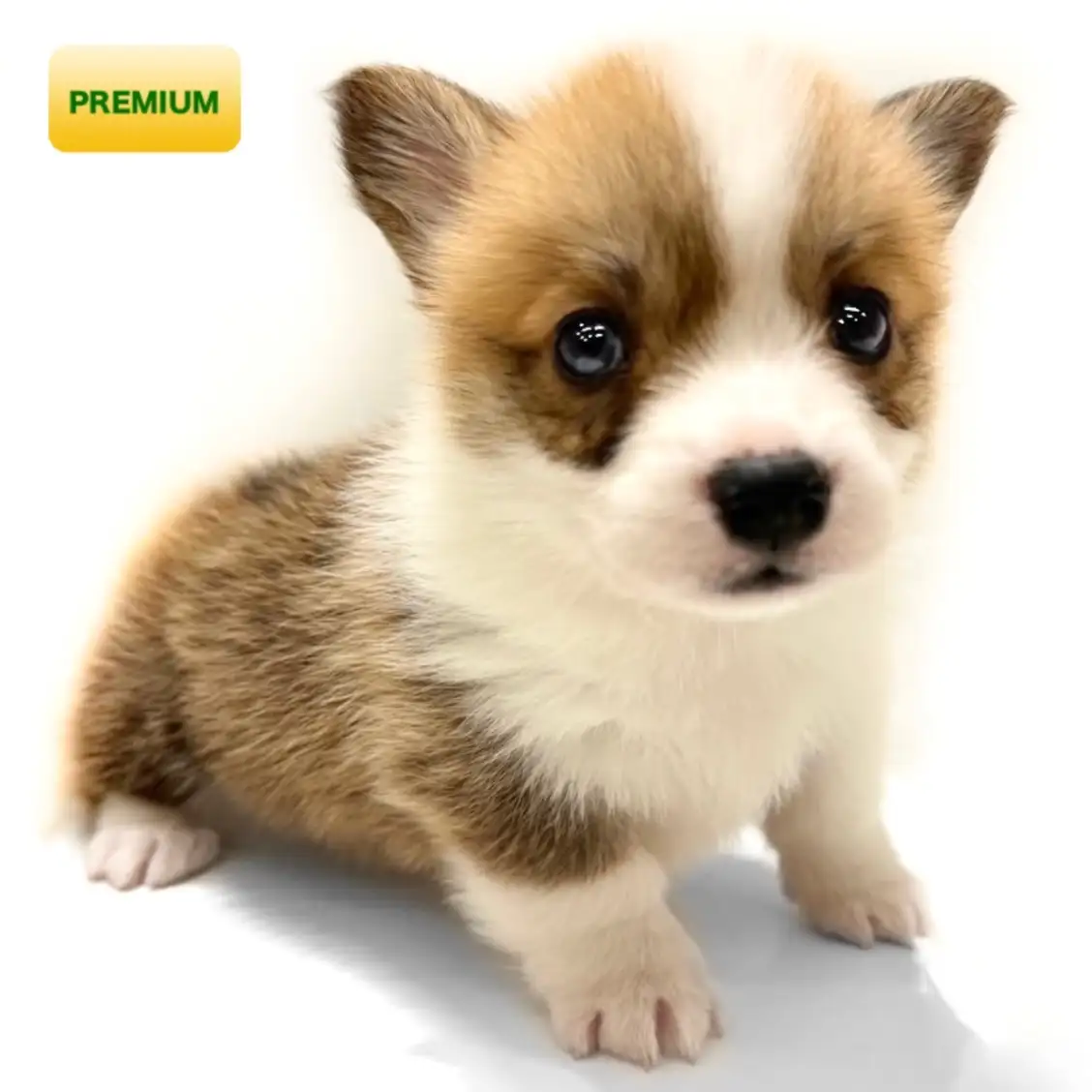 コーギー子犬を迎える前に知るべき現実！2026年最新相場としつけ解説