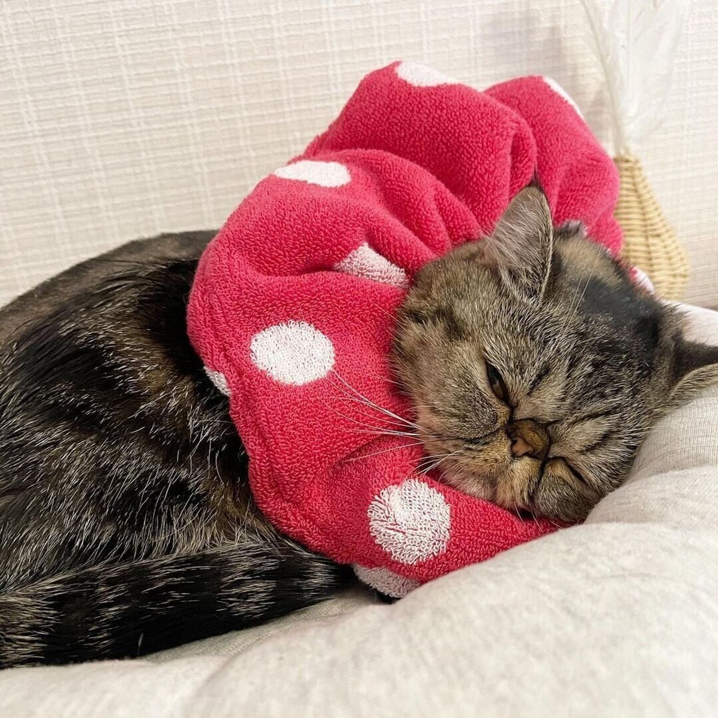 猫のエリザベスカラーを手作り！タオルで簡単＆ストレス激減の安全術