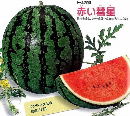 糖度13度の衝撃！赤い彗星スイカはなぜ人気？評判と価格の真相を徹底解説