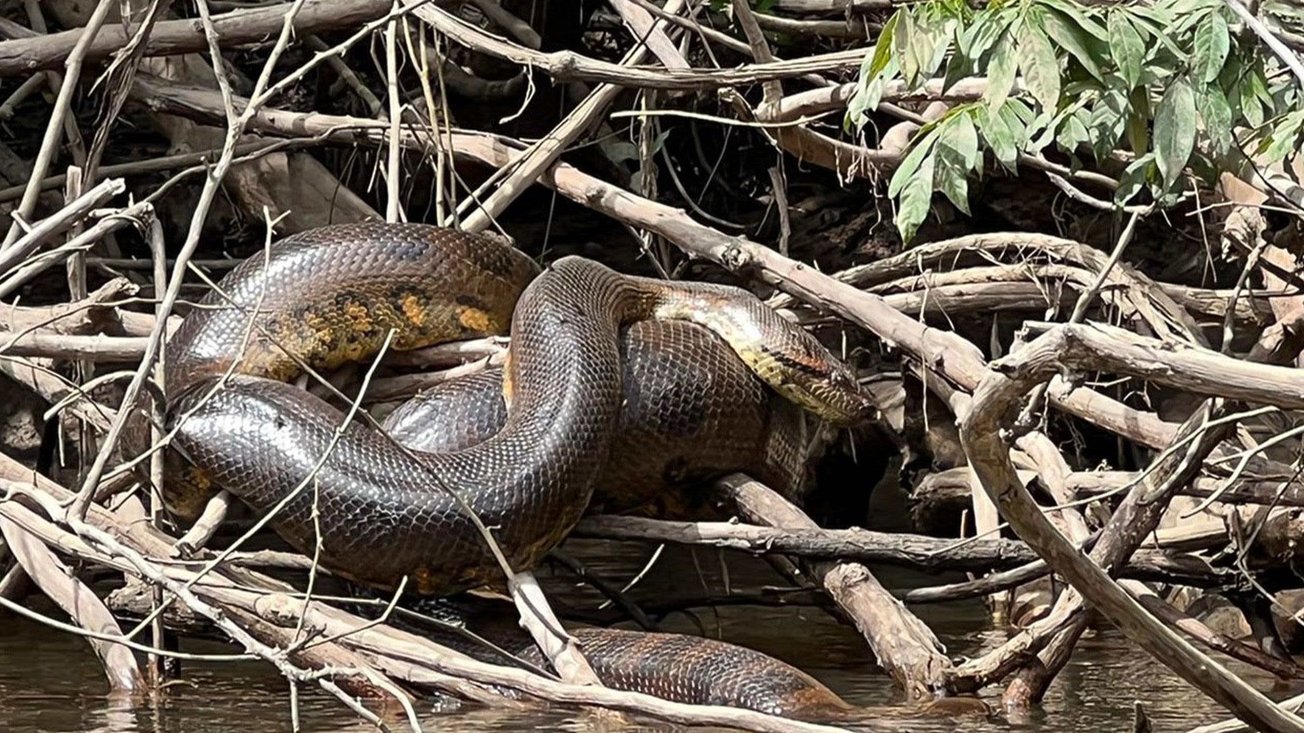 Giant Snake in Brazil
