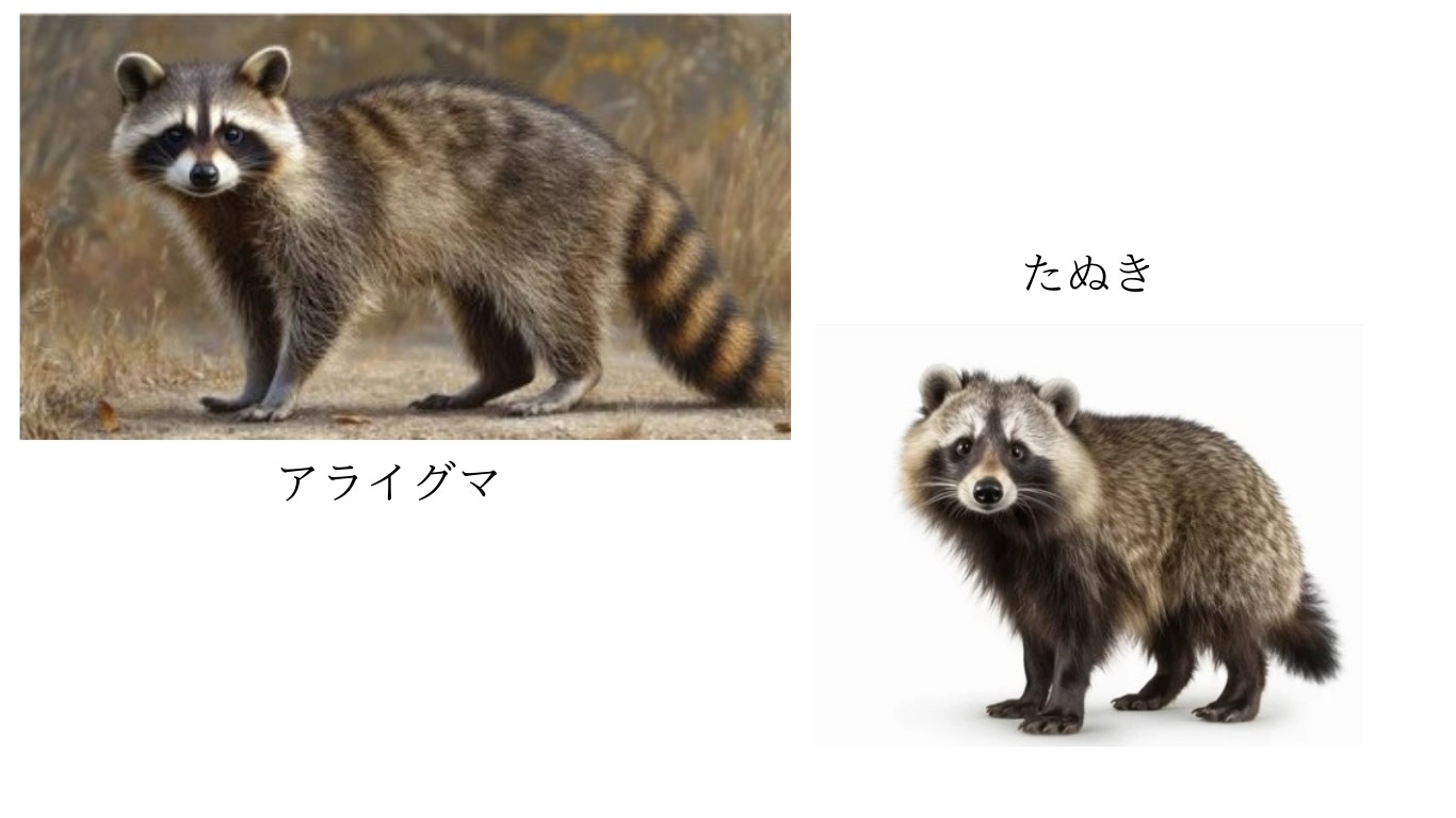 タヌキとアライグマの違いを徹底比較！尻尾と顔で見抜く危険性の真相