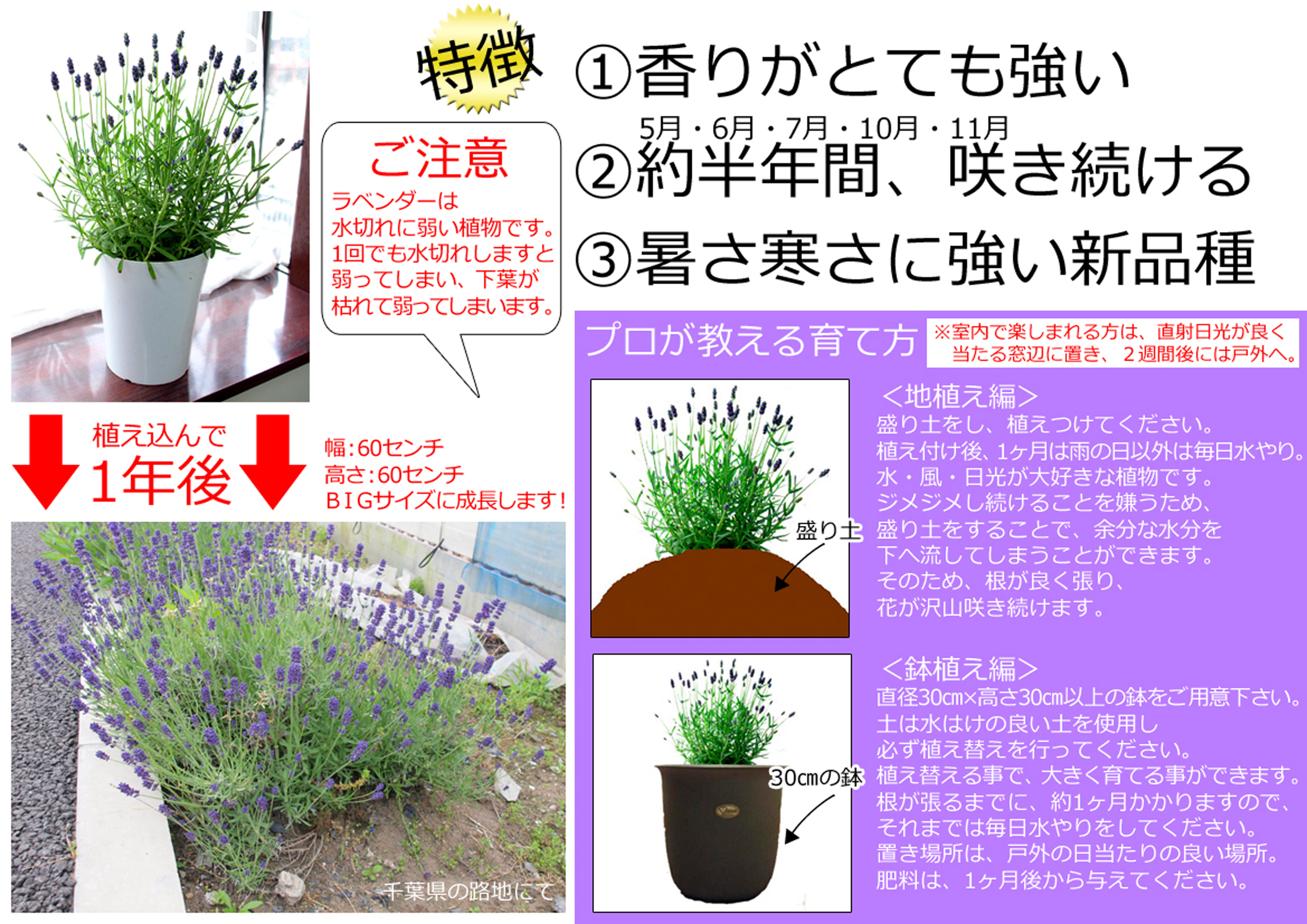 なぜすぐ枯れる？ラベンダーの育て方とプロ直伝の夏越し・剪定術