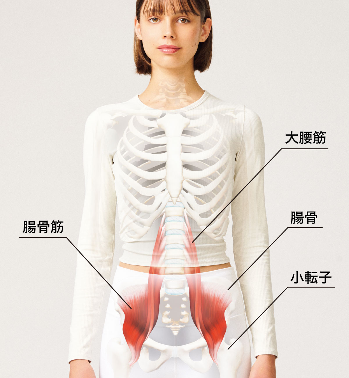 腰痛・股関節詰まりの元凶？腸骨筋の正しいほぐし方と大腰筋との違い