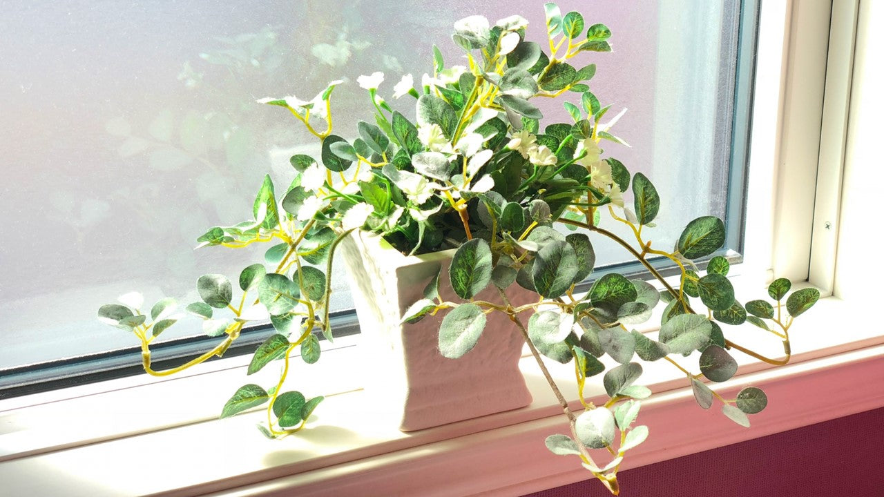 直射日光とはどこまで指す？窓ガラス越しの罠と食品・植物の正しい基準