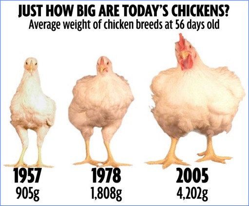 Average Weight Whole Chicken
