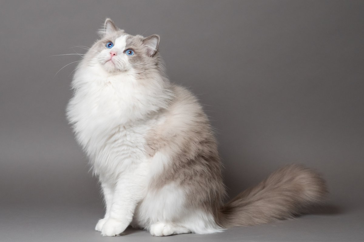 長毛種の猫人気ランキングと性格の違い｜初心者の毛玉ケアと後悔回避術