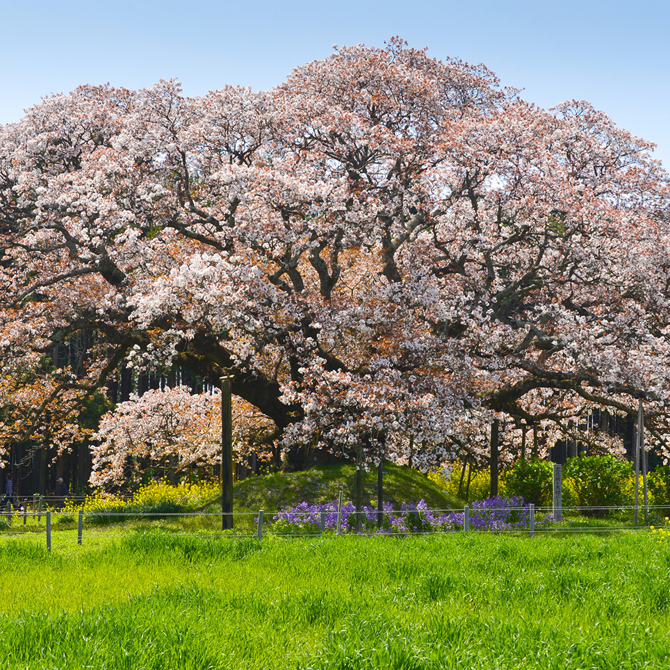 満開わずか2日の幻！印西「吉高の大桜」2026見頃と混雑回避術