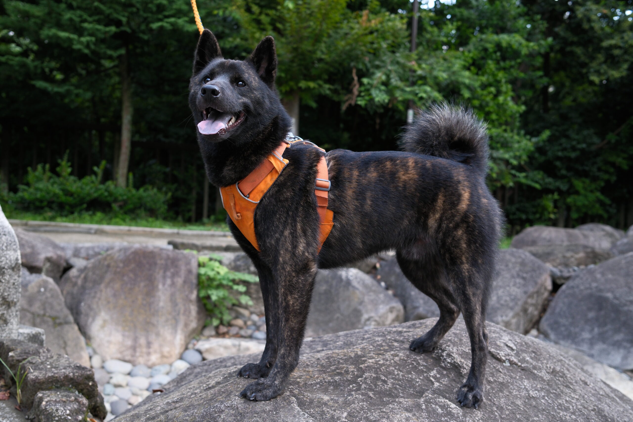 幻の甲斐犬「赤虎」とは？超希少な毛色の真相や値段・性格を徹底解説