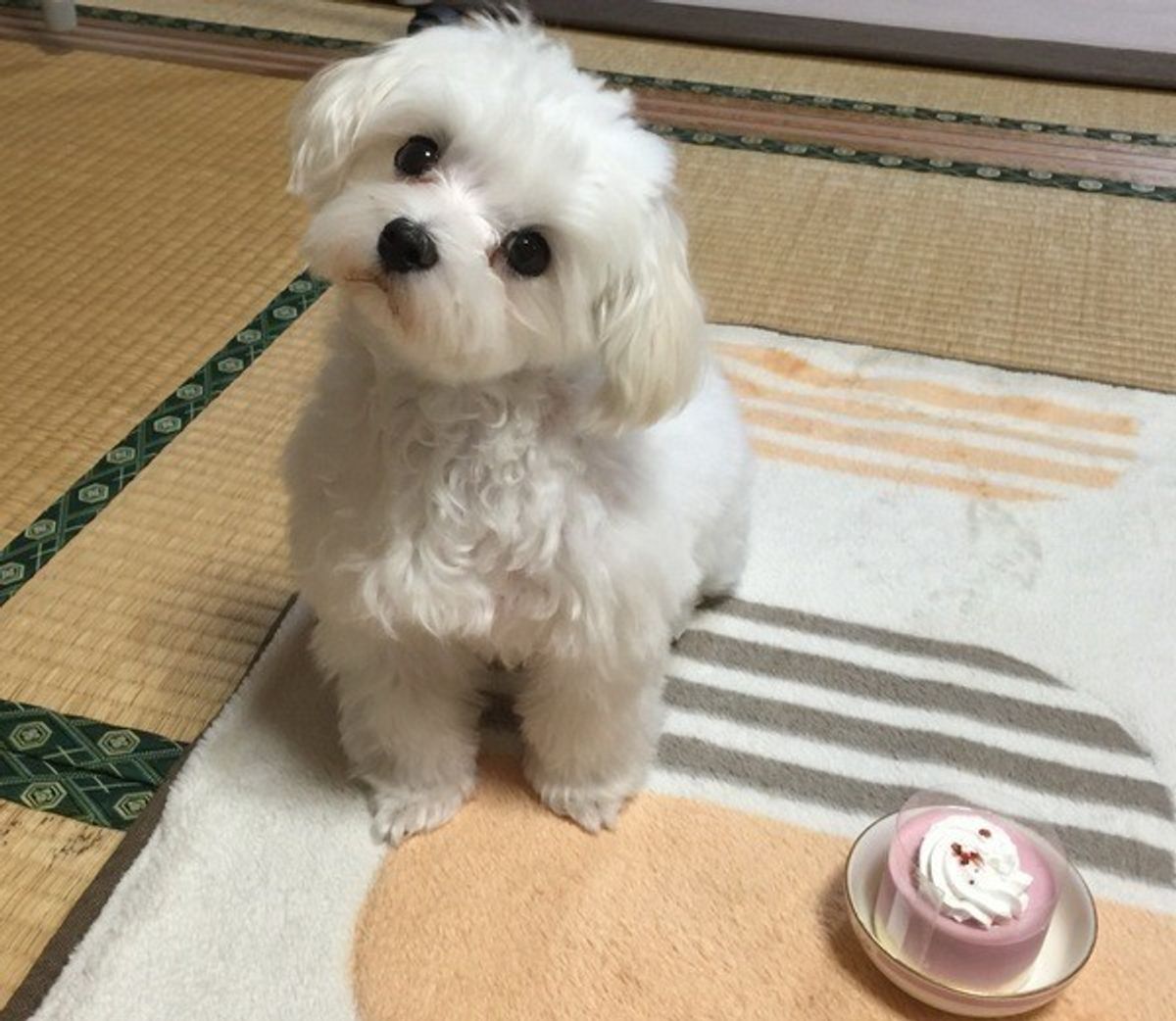 犬が首をかしげる理由とは？可愛い心理と見逃せない病気サインを徹底解説
