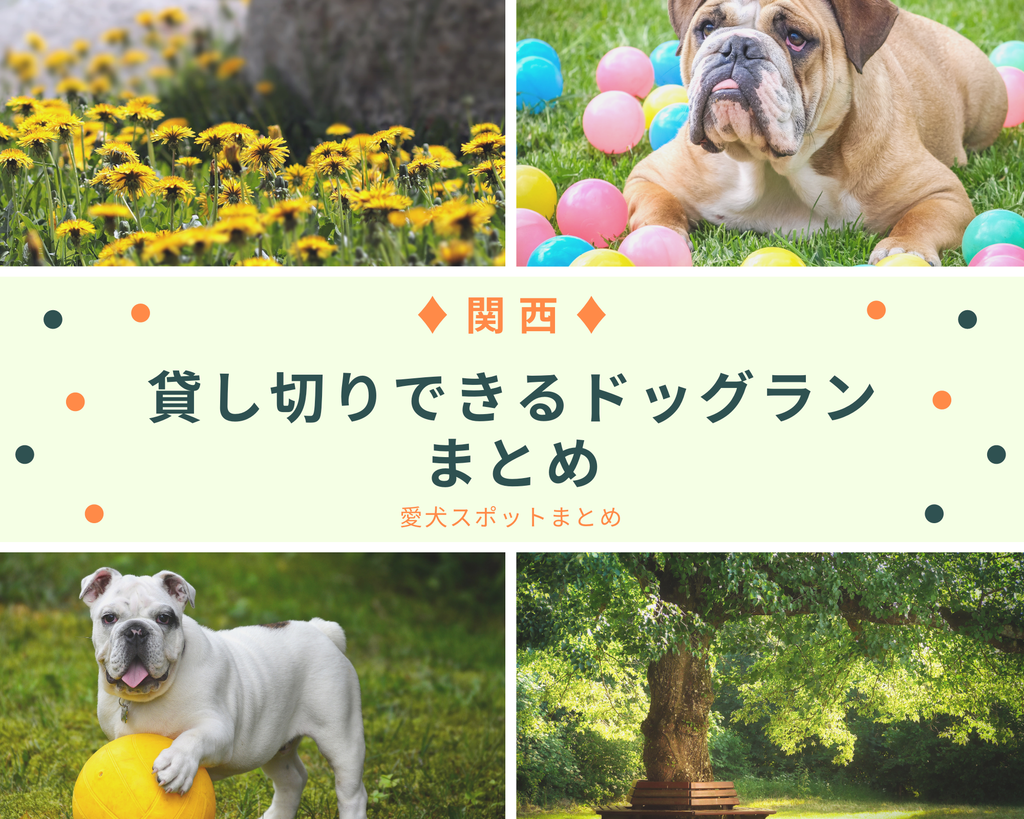 関西の貸切ドッグラン決定版！プール・Bbq穴場と料金相場を徹底解説
