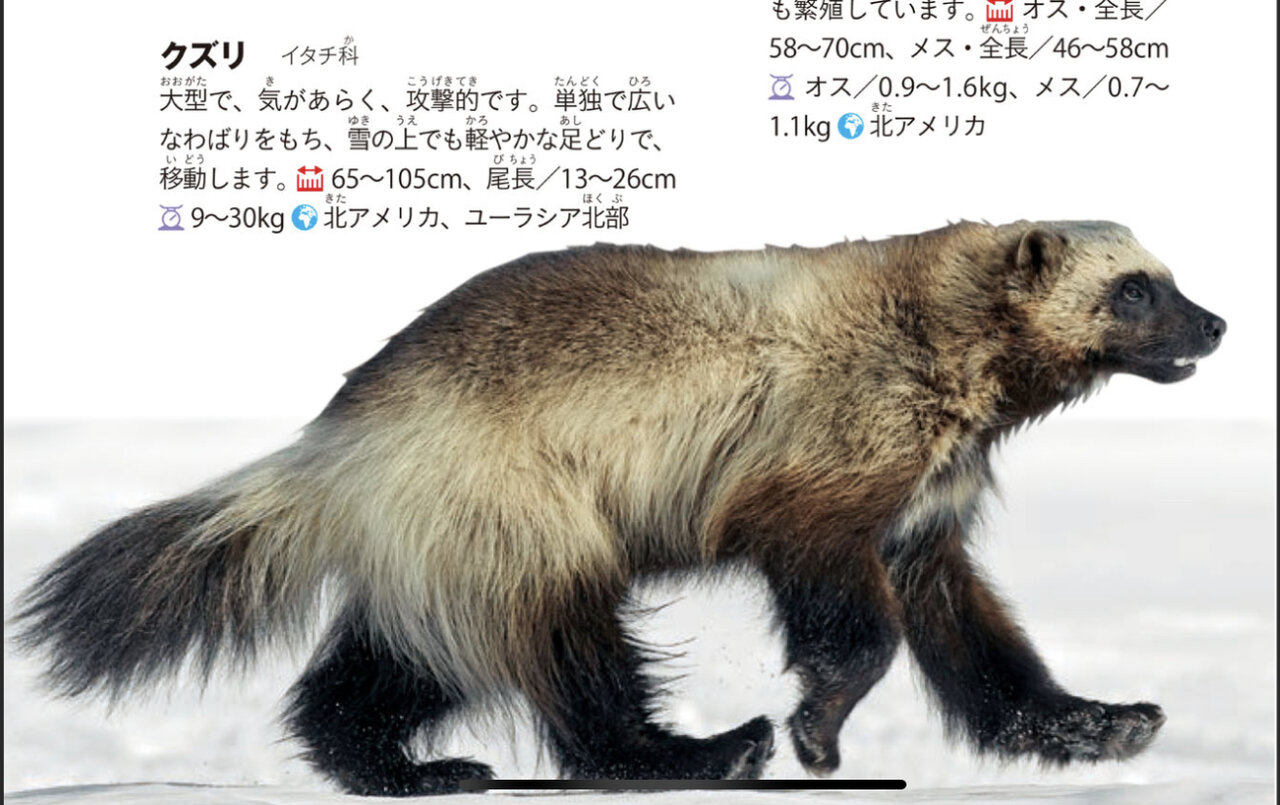 熊より強い動物は存在する？ヒグマを圧倒する猛獣の戦闘力と勝敗の真相