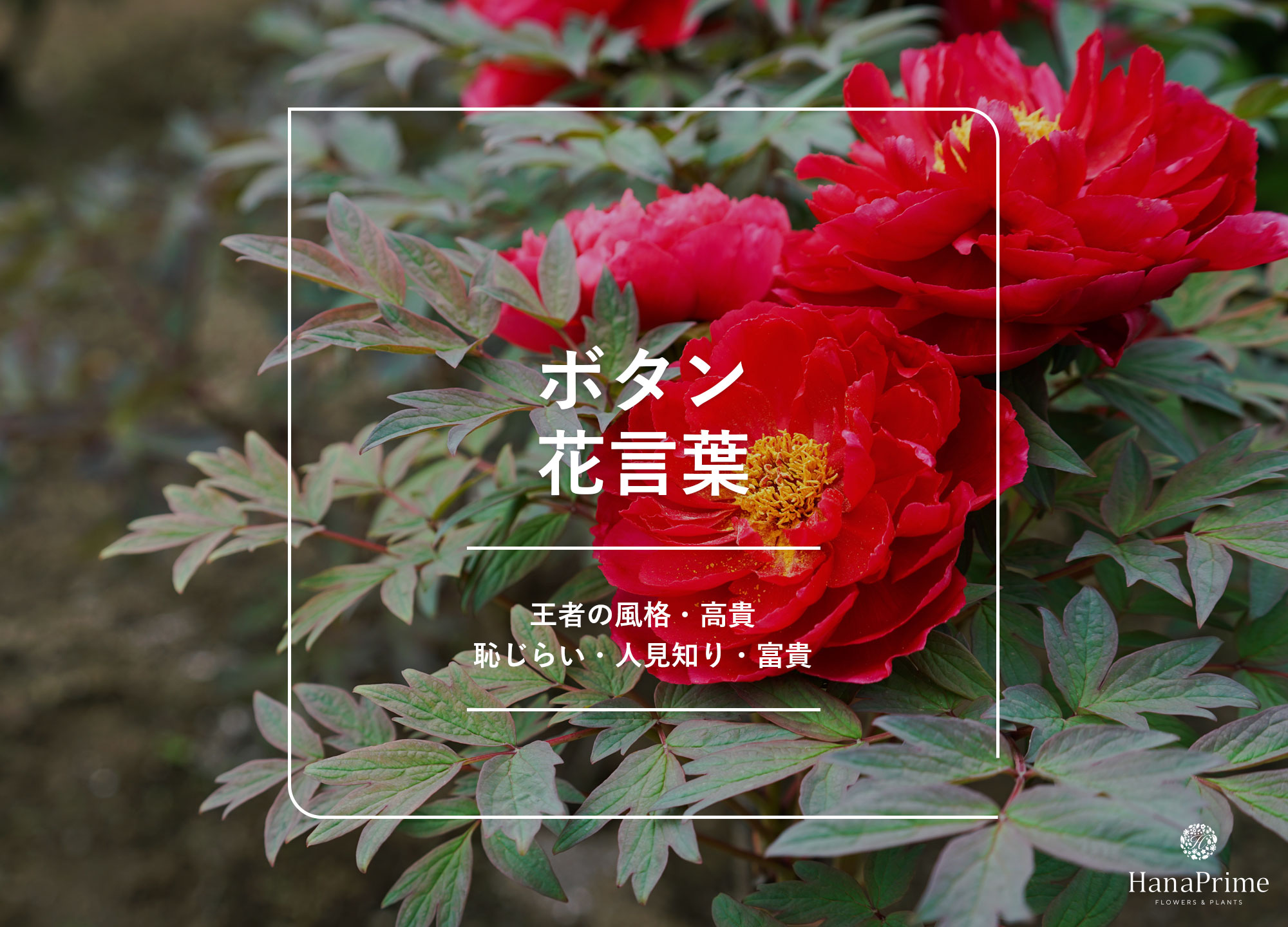 牡丹の花言葉に怖い意味はある？色別の象徴や芍薬との違いを徹底解説