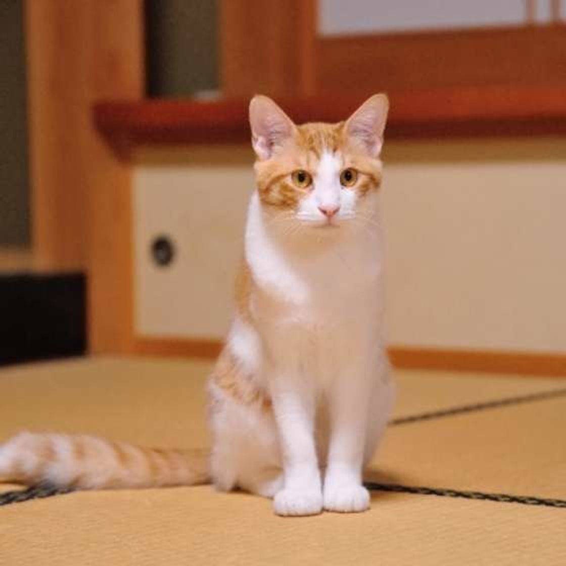 茶トラ白猫はなぜ超甘えん坊？オス8割の真相とプロが教える飼い方のコツ