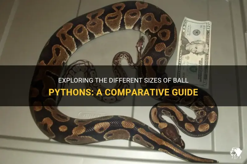 How Big Can a Ball Python Get