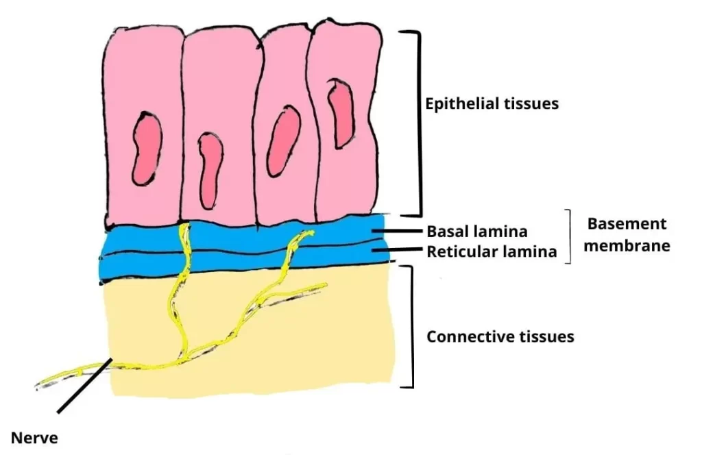 Where Is the Basement Membrane