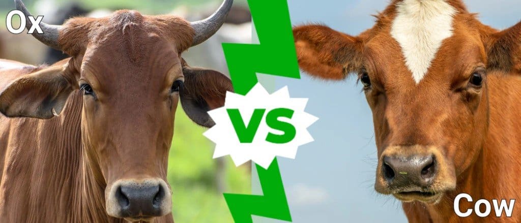 Difference Between Oxen and Cows