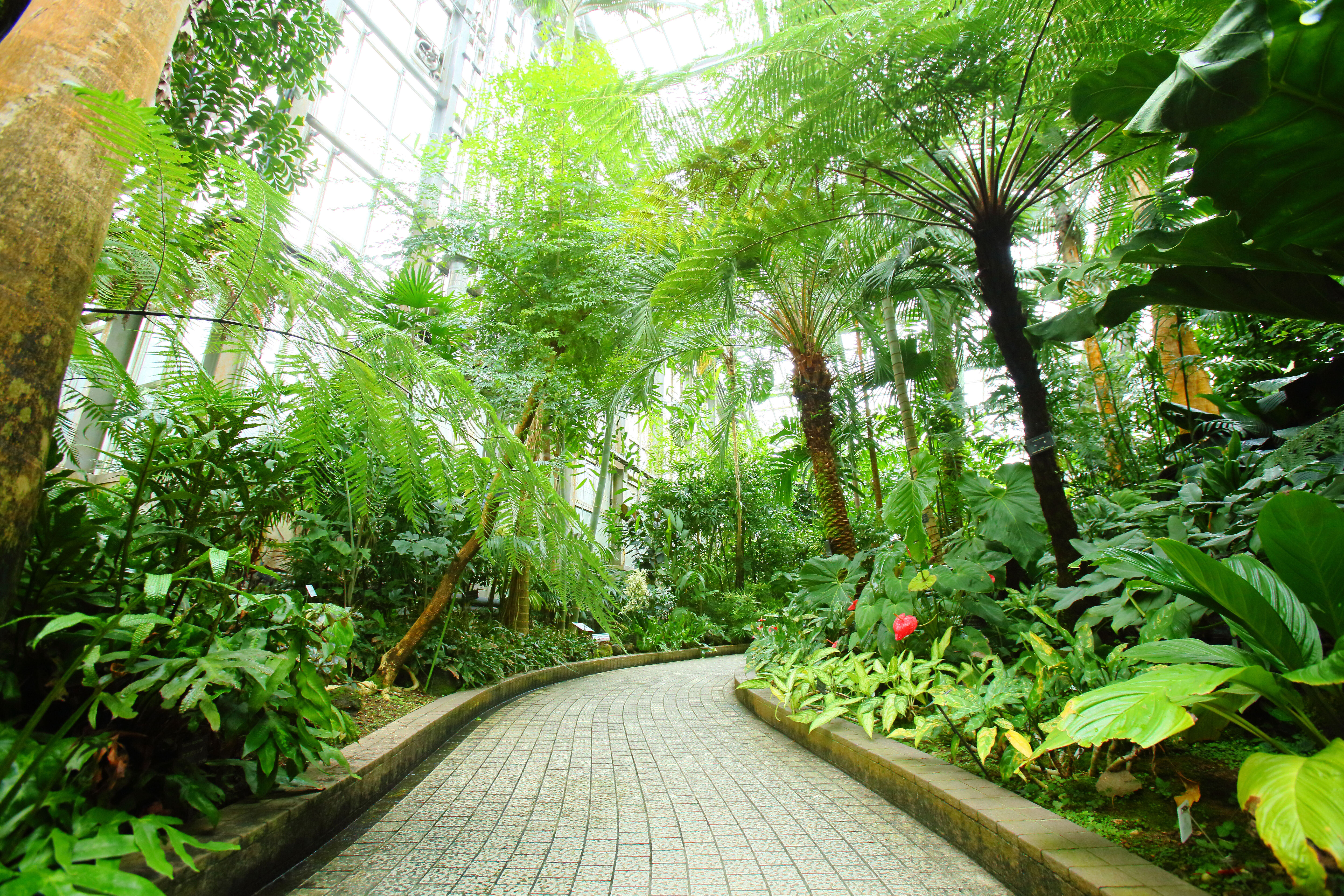 京都府立植物園の再整備とアリーナ騒動の真相｜2026年の見どころと今