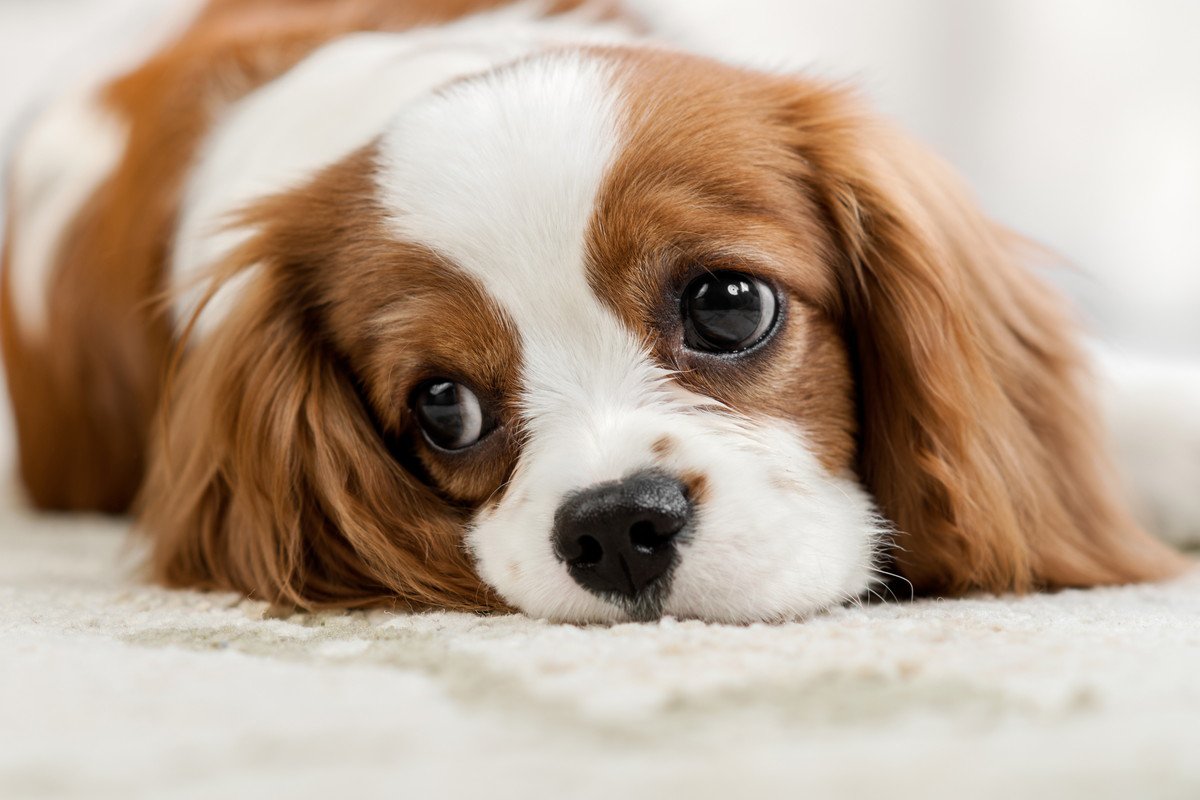 犬が悲しそうな顔をする本当の理由は？見逃せないSosサインを徹底解説