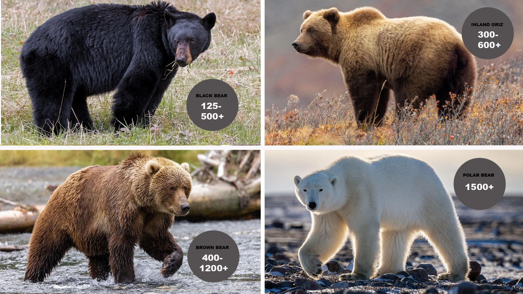 How Much Does a Grizzly Bear Weigh