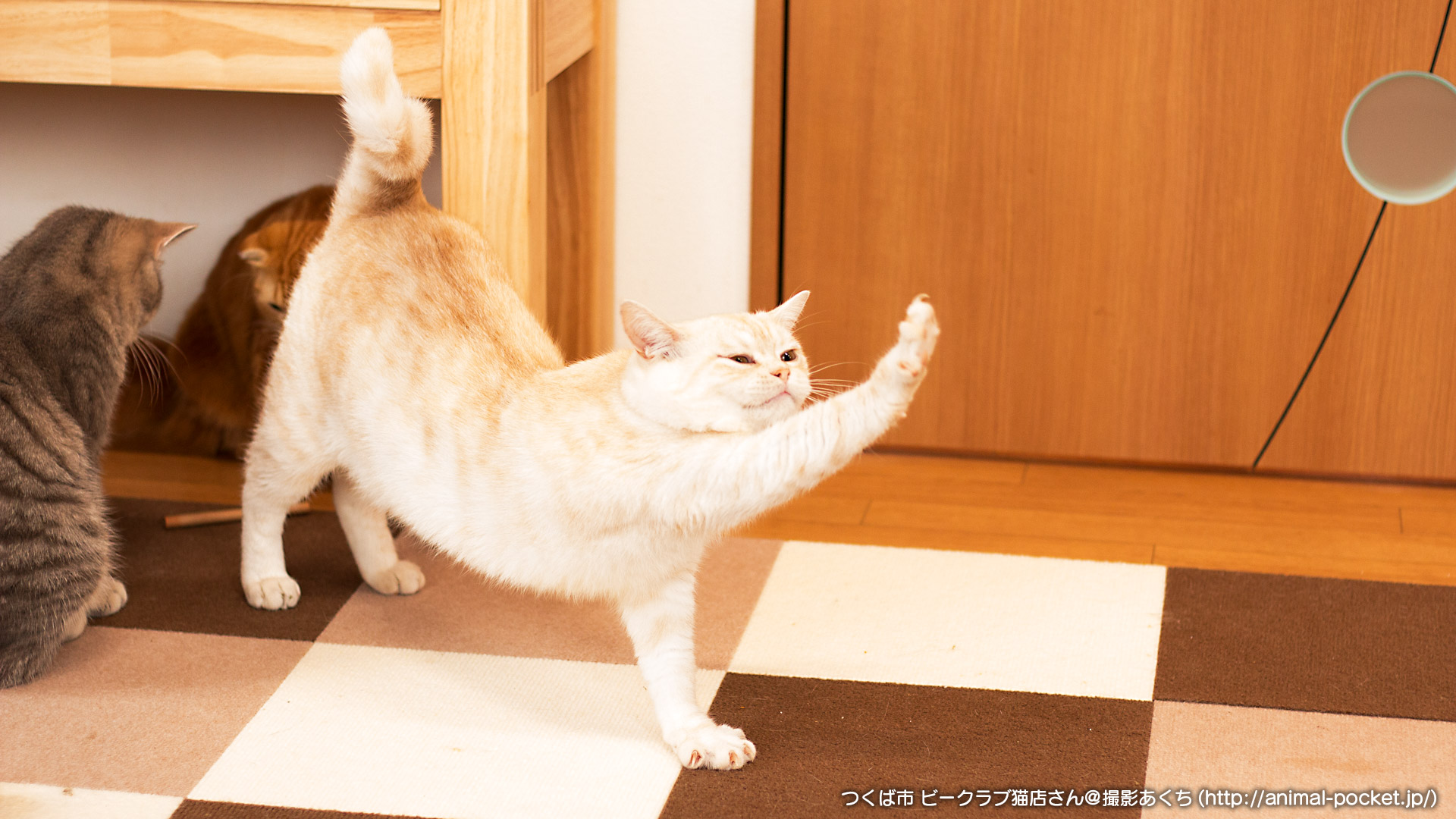 ビークラブ猫店の評判と悪評の真相は？お迎え体験談と購入時の注意点