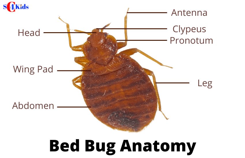 Do Bed Bugs Have Antennae