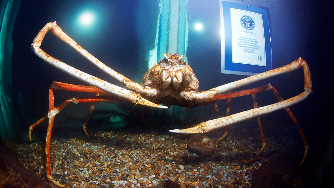 Biggest Crab Ever Recorded