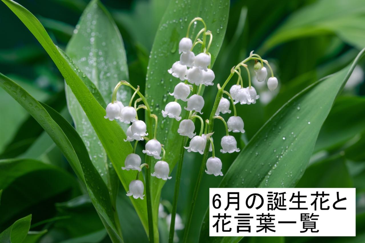 【動画まとめ】 6 月 24 日 誕生 花 人気理由と評判まとめ #729