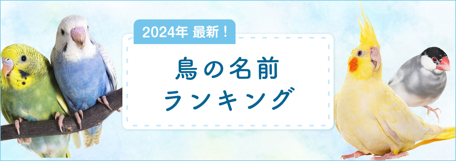 セキセイインコの名前2026！人気ランキングとおしゃべりしやすい名付け術