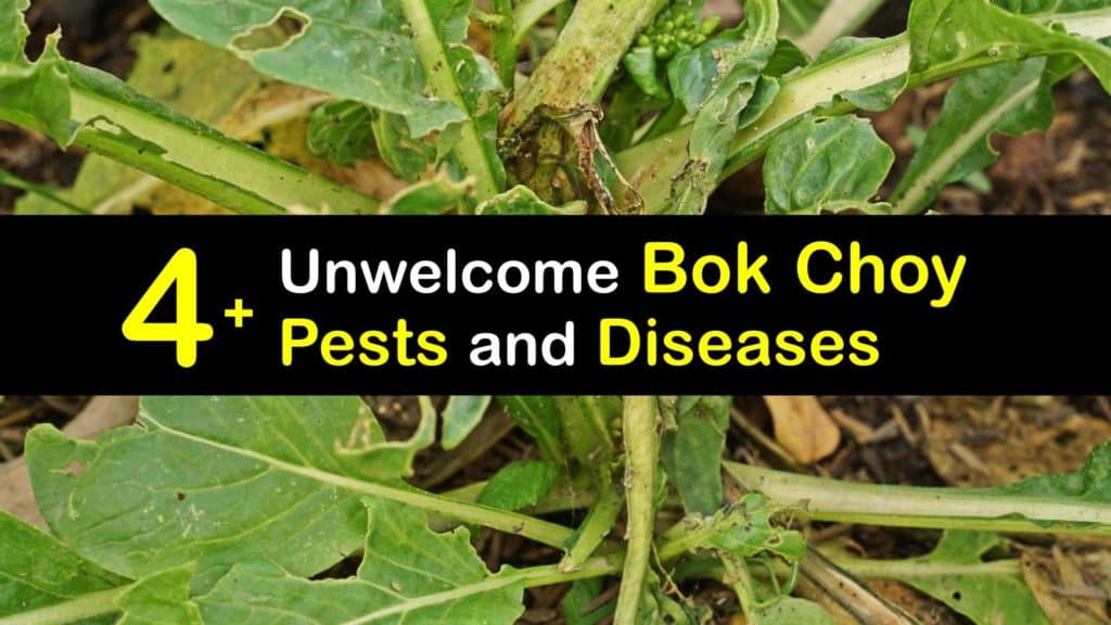 Bok Choy Brown Spots