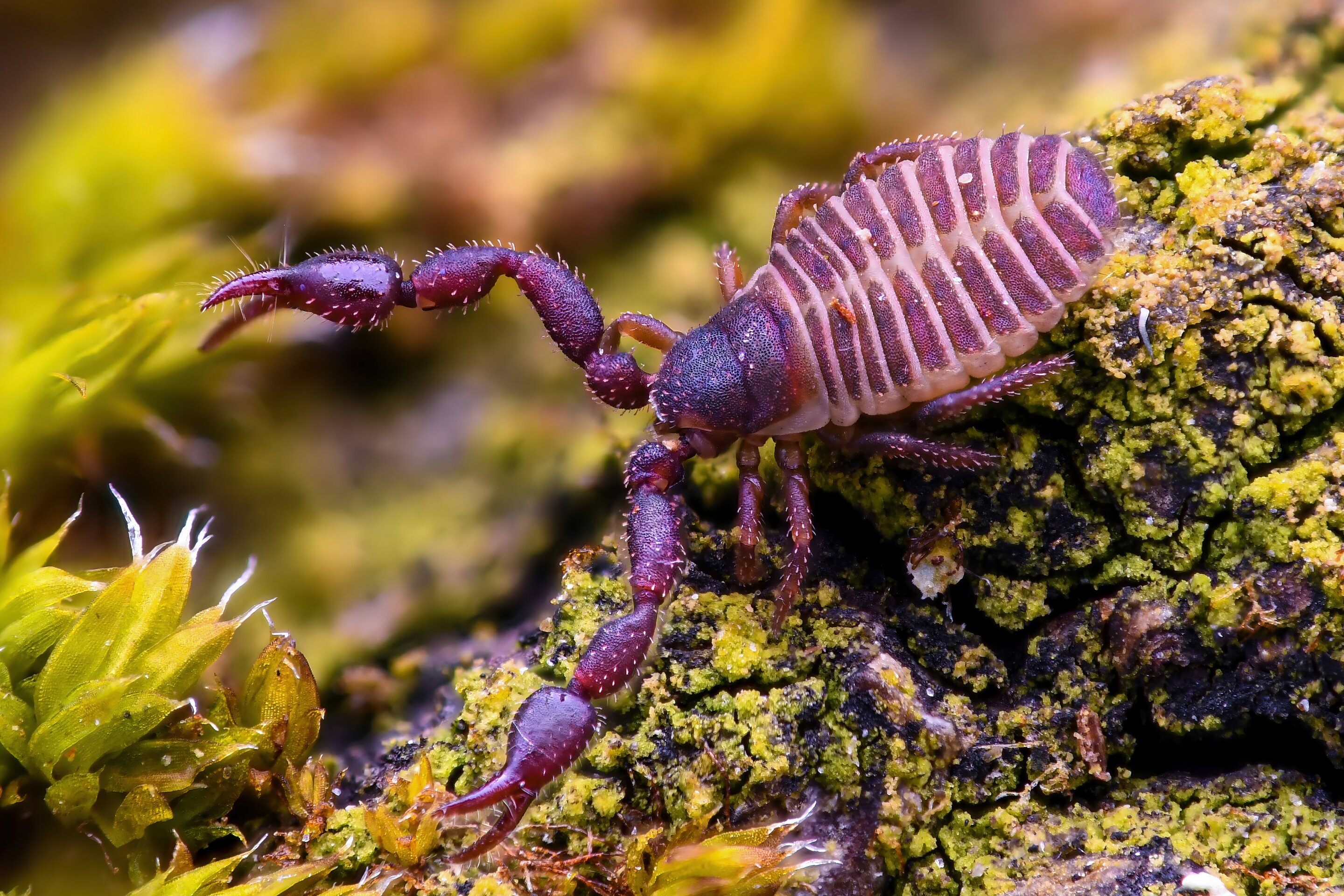 Where Does a Book Scorpion Live