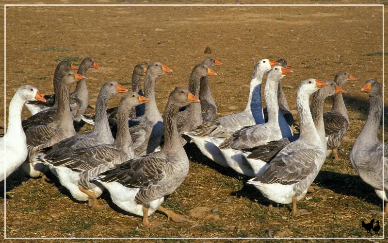 How Many Geese in a Gaggle